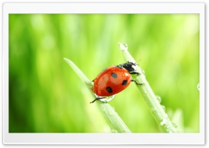 Ladybug Macro Ultra HD Wallpaper for 4K UHD Widescreen desktop, tablet & smartphone
