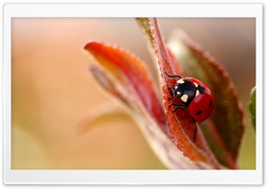 Ladybug Macro Ultra HD Wallpaper for 4K UHD Widescreen desktop, tablet & smartphone