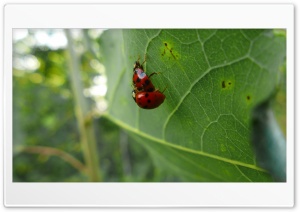 Ladybug-Mating Ultra HD Wallpaper for 4K UHD Widescreen Desktop, Lockscreen, Screensaver, TV, Tablet, Smartphone