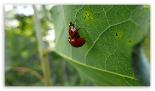 Ladybug-Mating UltraHD Wallpaper for UHD 16:9 ; HD 16:9 ;