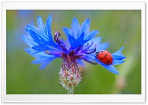 Ladybug On A Blue Cornflower Plant Ultra HD Wallpaper for 4K UHD Widescreen desktop, tablet & smartphone