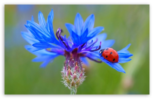 Ladybug On A Blue Cornflower Plant UltraHD Wallpaper for UHD 16:9 2160p 1440p 1080p 900p 720p ; 8K UHD TV 16:9 Ultra High Definition 2160p 1440p 1080p 900p 720p ; UltraWide 32:9 32:10 ; Widescreen 16:10 5:3 WHXGA WQXGA WUXGA WXGA WGA ; Fullscreen 4:3 5:4 3:2 UXGA XGA SVGA QSXGA SXGA DVGA HVGA HQVGA ( Apple PowerBook G4 iPhone 4 3G 3GS iPod Touch ) ; Tablet 1:1 ; Mobile 3:5 3:4 - ; Dual 16:10 5:3 16:9 4:3 5:4 WHXGA WQXGA WUXGA WXGA WGA 2160p 1440p 1080p 900p 720p UXGA XGA SVGA QSXGA SXGA ;