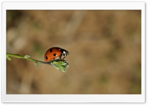 Ladybug On A Bud Ultra HD Wallpaper for 4K UHD Widescreen desktop, tablet & smartphone