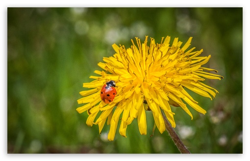 Ladybug On A Dandelion Flower UltraHD Wallpaper for UHD 16:9 ; HD 16:9 ; UltraWide 32:9 32:10 ; Widescreen 16:10 5:3 ; Fullscreen 4:3 5:4 3:2 ; Tablet 1:1 ; Mobile 3:5 3:4 ; Dual 16:10 5:3 16:9 4:3 5:4 ;