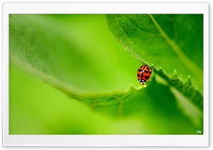 Ladybug On A Green Leaf Ultra HD Wallpaper for 4K UHD Widescreen desktop, tablet & smartphone