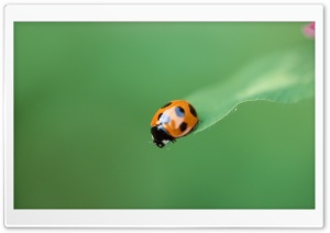 Ladybug On A Leaf Ultra HD Wallpaper for 4K UHD Widescreen desktop, tablet & smartphone