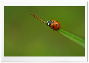 Ladybug On A Leaf Ultra HD Wallpaper for 4K UHD Widescreen desktop, tablet & smartphone