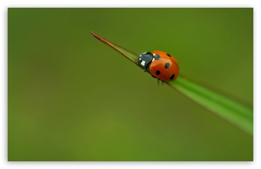 Ladybug On A Leaf UltraHD Wallpaper for 8K UHD TV 16:9 Ultra High Definition 2160p 1440p 1080p 900p 720p ; Widescreen 16:10 5:3 WHXGA WQXGA WUXGA WXGA WGA ; Fullscreen 4:3 5:4 3:2 UXGA XGA SVGA QSXGA SXGA DVGA HVGA HQVGA ( Apple PowerBook G4 iPhone 4 3G 3GS iPod Touch ) ; Tablet 1:1 ; Mobile 3:4 - ;