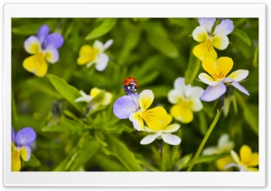 Ladybug On A Pansy Ultra HD Wallpaper for 4K UHD Widescreen desktop, tablet & smartphone