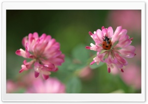 Ladybug On A Pink Clover Flower Ultra HD Wallpaper for 4K UHD Widescreen desktop, tablet & smartphone