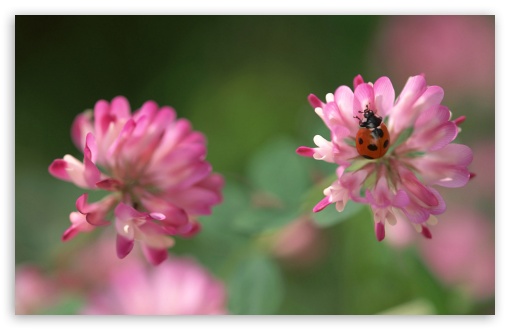 Ladybug On A Pink Clover Flower UltraHD Wallpaper for HD 16:9 ; Widescreen 16:10 5:3 ; Fullscreen 3:2 ; Mobile 3:4 ;