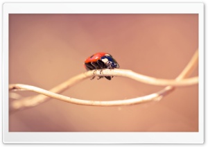 Ladybug On A Twig, Macro Ultra HD Wallpaper for 4K UHD Widescreen desktop, tablet & smartphone
