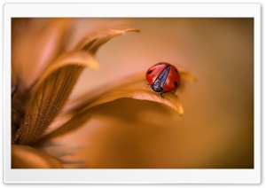 Ladybug On Brown Leaf Ultra HD Wallpaper for 4K UHD Widescreen desktop, tablet & smartphone