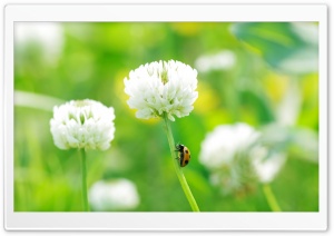Ladybug On Clover Flower Ultra HD Wallpaper for 4K UHD Widescreen desktop, tablet & smartphone