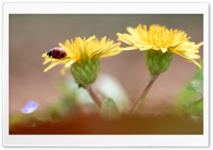 Ladybug On Dandelion Flowers Ultra HD Wallpaper for 4K UHD Widescreen Desktop, Lockscreen, Screensaver, TV, Tablet, Smartphone