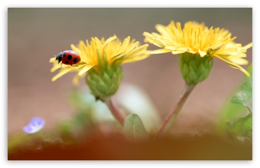 Ladybug On Dandelion Flowers UltraHD Wallpaper for HD 16:9 ; Widescreen 16:10 5:3 ; Fullscreen 4:3 3:2 ;