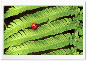 Ladybug On Fern Ultra HD Wallpaper for 4K UHD Widescreen desktop, tablet & smartphone