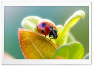 Ladybug On Leaf Top Ultra HD Wallpaper for 4K UHD Widescreen desktop, tablet & smartphone