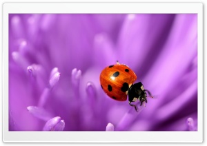 Ladybug On Purple Petals Ultra HD Wallpaper for 4K UHD Widescreen desktop, tablet & smartphone
