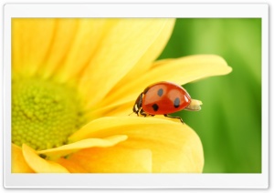 Ladybug On Yellow Flower, Macro Ultra HD Wallpaper for 4K UHD Widescreen desktop, tablet & smartphone