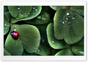 Ladybug Sitting On A Clover Leaf Ultra HD Wallpaper for 4K UHD Widescreen desktop, tablet & smartphone