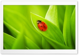 Ladybug Sleeping On A Green Leaf Ultra HD Wallpaper for 4K UHD Widescreen desktop, tablet & smartphone