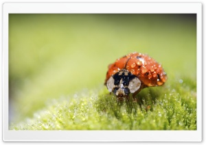 Ladybug Super Macro Ultra HD Wallpaper for 4K UHD Widescreen desktop, tablet & smartphone