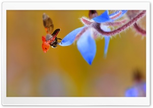 Ladybug Taking Flight Ultra HD Wallpaper for 4K UHD Widescreen desktop, tablet & smartphone