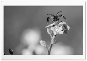 Ladybug Taking Flight Black and White Ultra HD Wallpaper for 4K UHD Widescreen desktop, tablet & smartphone