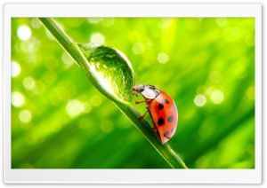 Ladybug WaterDrop Ultra HD Wallpaper for 4K UHD Widescreen desktop, tablet & smartphone