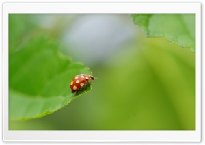Ladybug With White Spots Ultra HD Wallpaper for 4K UHD Widescreen desktop, tablet & smartphone