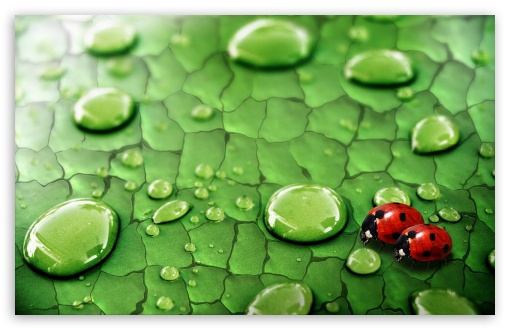 Ladybugs UltraHD Wallpaper for Widescreen 16:10 WHXGA WQXGA WUXGA WXGA ;