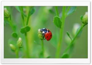 Ladybugs On Flowers Ultra HD Wallpaper for 4K UHD Widescreen desktop, tablet & smartphone