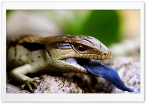 lagarto Ultra HD Wallpaper for 4K UHD Widescreen Desktop, Lockscreen, Screensaver, TV, Tablet, Smartphone