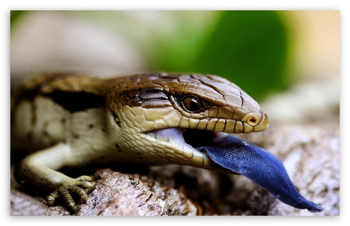 lagarto UltraHD Wallpaper for Widescreen 16:10 WHXGA WQXGA WUXGA WXGA ;