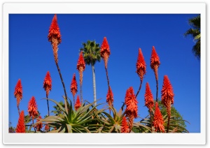 Laguna Beach Flowers Ultra HD Wallpaper for 4K UHD Widescreen desktop, tablet & smartphone