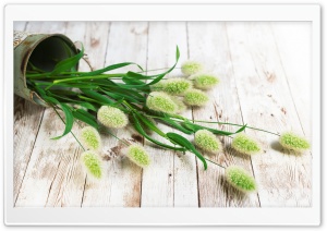 Lagurus Ovatus, Bunny Tails Grass 4K UHD Wallpaper for Widescreen and UltraWide Desktop, UltraHD TV, Smartphone, Tablet