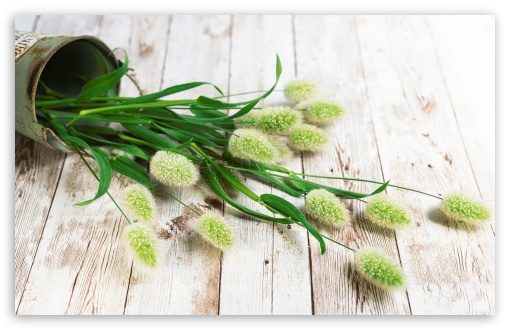 Lagurus Ovatus, Bunny Tails Grass UltraHD Wallpaper for UHD 16:9 ; HD 16:9 ; Widescreen 16:10 5:3 ; Fullscreen 3:2 ;