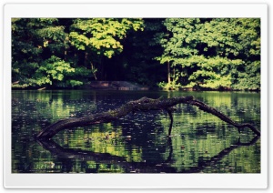 Lake at Forest Ultra HD Wallpaper for 4K UHD Widescreen desktop, tablet & smartphone