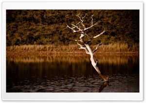 Lake Tree Ultra HD Wallpaper for 4K UHD Widescreen desktop, tablet & smartphone