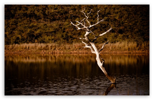 Lake Tree UltraHD Wallpaper for 8K UHD TV 16:9 Ultra High Definition 2160p 1440p 1080p 900p 720p ; Widescreen 16:10 5:3 WHXGA WQXGA WUXGA WXGA WGA ; Fullscreen 4:3 5:4 3:2 UXGA XGA SVGA QSXGA SXGA DVGA HVGA HQVGA ( Apple PowerBook G4 iPhone 4 3G 3GS iPod Touch ) ; Tablet 1:1 ; Mobile 3:5 3:4 - ;