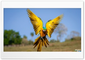 Landing, Ara, Blue-and-yellow Macaw, Amazon, Parrot, Flight, Exotic Bird 4K UHD Wallpaper for Widescreen and UltraWide Desktop, UltraHD TV, Smartphone, Tablet