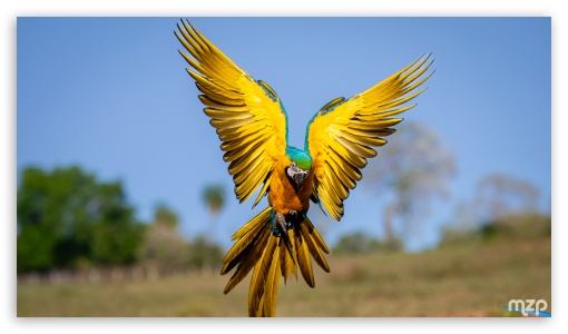 Landing, Ara, Blue-and-yellow Macaw, Amazon, Parrot, Flight, Exotic Bird UltraHD Wallpaper for UHD 16:9 ; HD 16:9 ; Fullscreen 3:2 ;