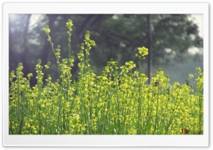 landscape 4K UHD Wallpaper for Widescreen and UltraWide Desktop, UltraHD TV, Smartphone, Tablet