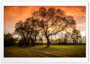 Landscape Country Road Tree Orange Sunset 4K UHD Wallpaper for Widescreen and UltraWide Desktop, UltraHD TV, Smartphone, Tablet