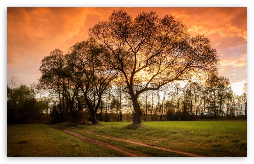 Landscape Country Road Tree Orange Sunset UltraHD Wallpaper for UHD 16:9 ; HD 16:9 ; Widescreen 16:10 ;
