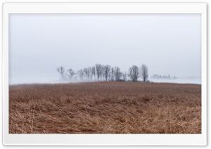 Landscape, Fog, Cold, Reeds, Bare Trees Ultra HD Wallpaper for 4K UHD Widescreen desktop, tablet & smartphone