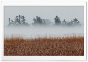 Landscape, Fog, Cold, Reeds, Trees Ultra HD Wallpaper for 4K UHD Widescreen desktop, tablet & smartphone