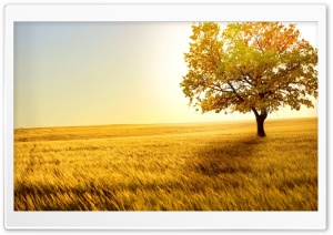 Landscape Nature Trees Fields Ultra HD Wallpaper for 4K UHD Widescreen desktop, tablet & smartphone