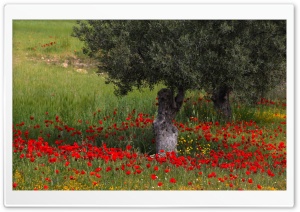 Landscape with Poppies Ultra HD Wallpaper for 4K UHD Widescreen desktop, tablet & smartphone